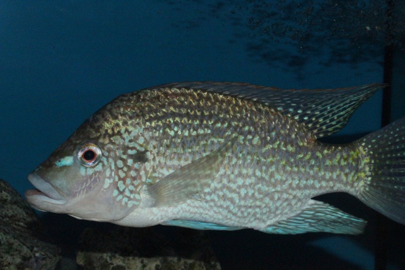 Oreochromis tanganicae